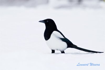 Skata i sn / Magpie in snow