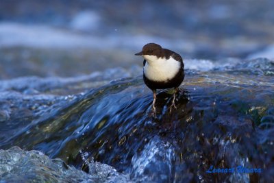 Strmstare / White-throated Dipper