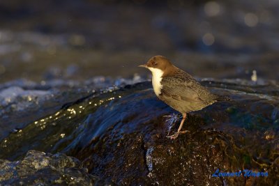 Strömstare / White-throated Dipper