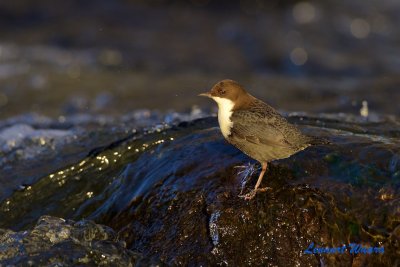 Strmstare / White-throated Dipper