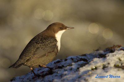 Strmstare / White-throated Dipper