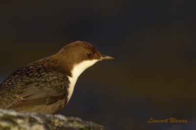 Strmstare / White-throated Dipper