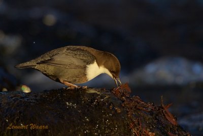 Strmstare / White-throated Dipper