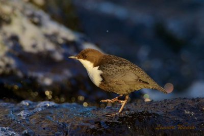 Strmstare / White-throated Dipper