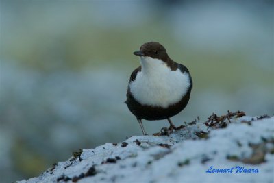 Strmstare / White-throated Dipper