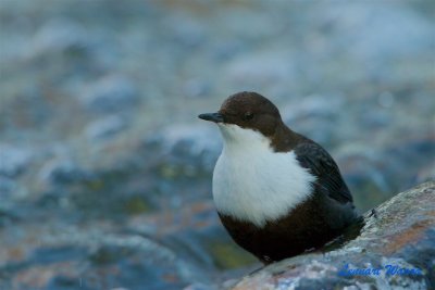 Strmstare / White-throated Dipper