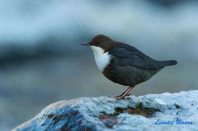 Strmstare / White-throated Dipper