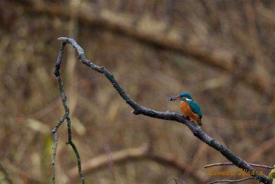 Kungsfiskare / Common Kingfisher