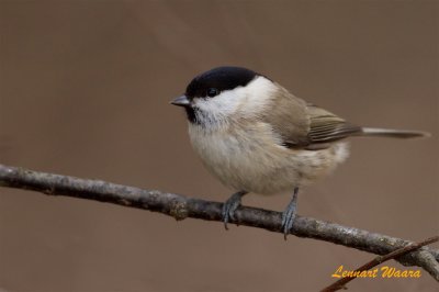 Entita / Marsh Tit