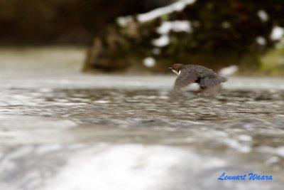 Strmstare / White-throated Dipper