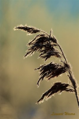 Frostnupen vassvippa / Frost on reed