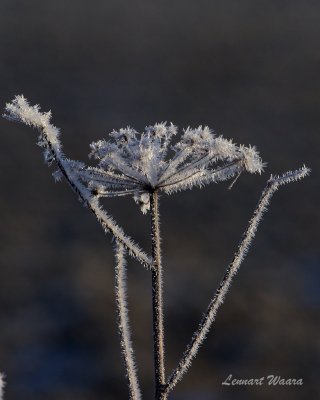 Frostnupen blomstllning / frost