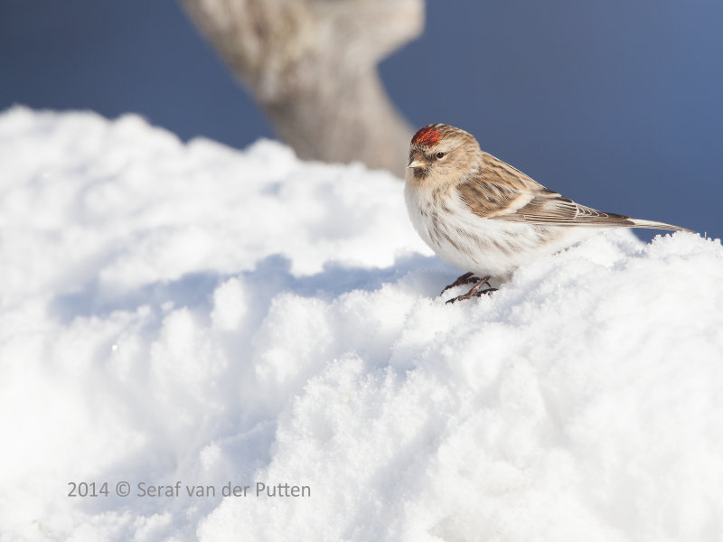 Witstuitbarmsijs; Arctic Redpoll