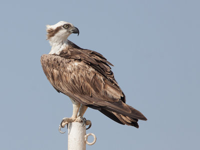 Visarend; Western Osprey
