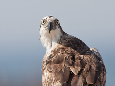 Visarend; Western Osprey
