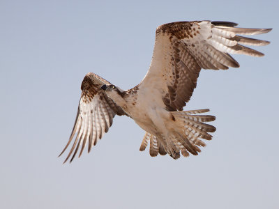 Visarend; Western Osprey