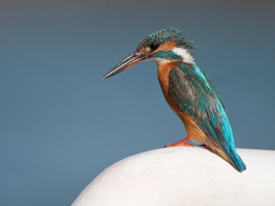 IJsvogelKingfisher