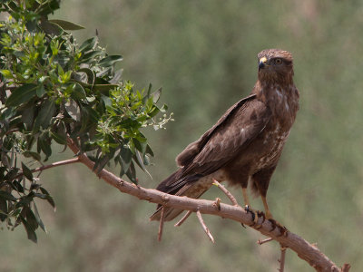 Steppebuizerd