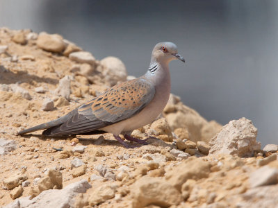 2013 - Egypt