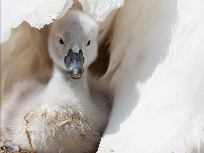 Knobbelzwaan; Mute Swan