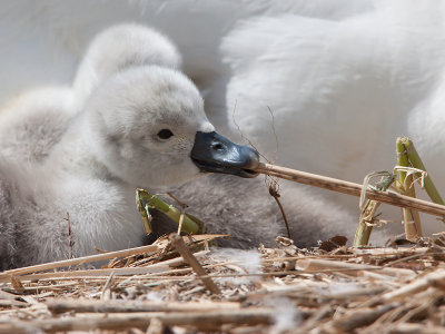 Knobbelzwaan; Mute Swan