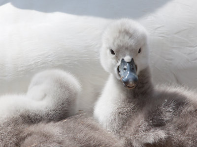 Knobbelzwaan; Mute Swan