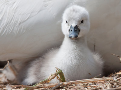 Knobbelzwaan; Mute Swan