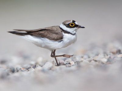 KleinePlevier; Little Ringed Plover