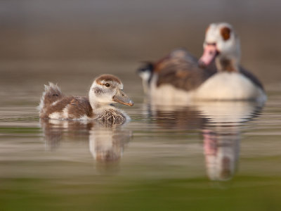 Nijlgans; Egyptian Goose