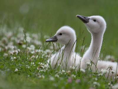 Knobbelzwaan; Mute Swan