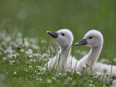 Knobbelzwaan; Mute Swan