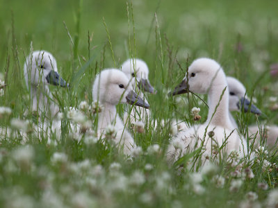 Knobbelzwaan; Mute Swan