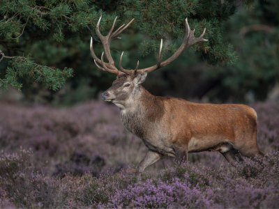 Hoge Veluwe