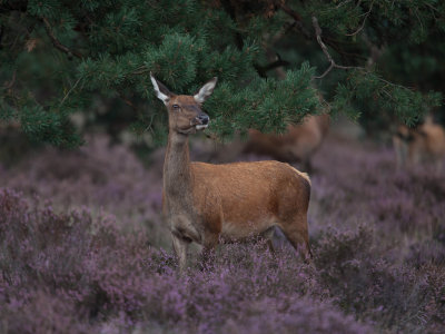 Hoge Veluwe