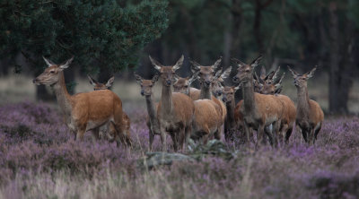 Hoge Veluwe