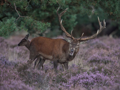 Hoge Veluwe