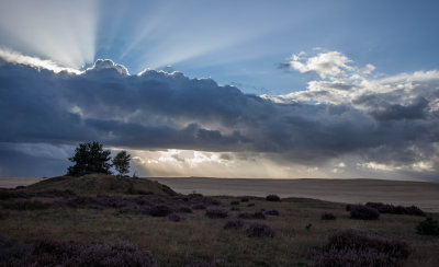 Hoge Veluwe