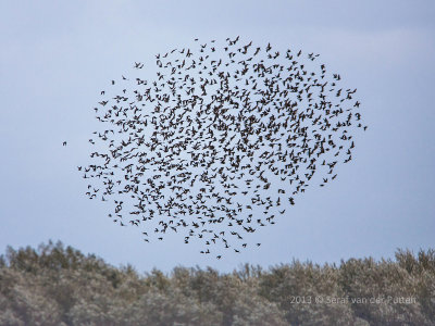 Slechtvalk & Spreeuw; Peregrine Falcon & Starling
