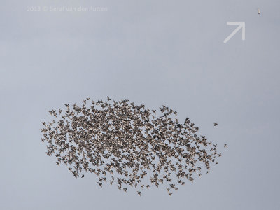 Slechtvalk & Spreeuw; Peregrine Falcon & Starling