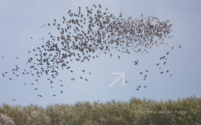 Slechtvalk & Spreeuw; Peregrine Falcon & Starling