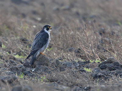 Slechtvalk & Spreeuw; Peregrine Falcon & Starling