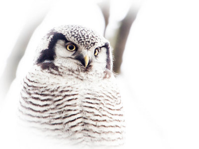 Sperweruil; Hawk Owl