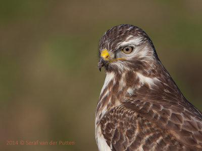 Buizerd; Common Buzzard