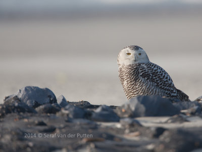 Sneeuwuil; Snowy Owl