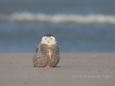 Sneeuwuil; Snowy Owl