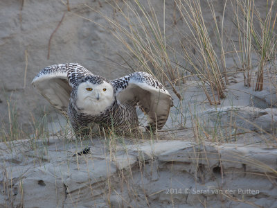 Sneeuwuil; Snowy Owl