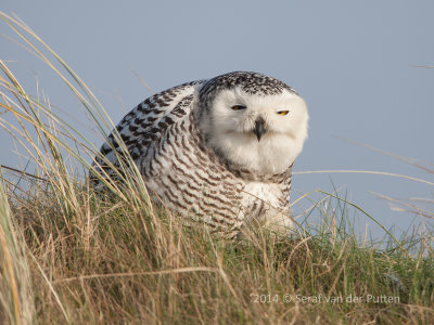 Sneeuwuil; Snowy Owl