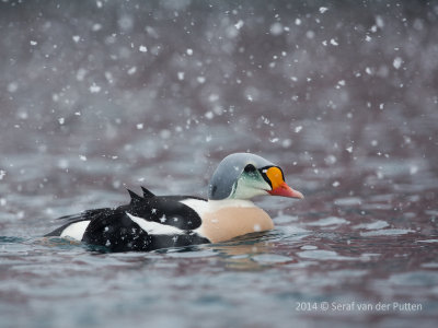 Koningseider; King Eider