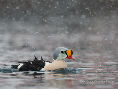 Koningseider; King Eider