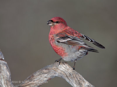 Haakbek; Pine Grosbeak